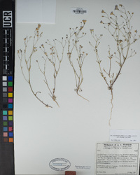 Gilia ochroleuca subsp. bizonata image