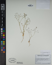 Gilia ochroleuca var. bizonata image