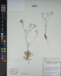 Gilia ochroleuca subsp. exilis image