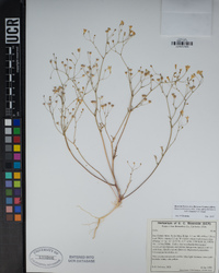Gilia ochroleuca subsp. bizonata image