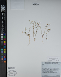 Gilia ochroleuca subsp. ochroleuca image