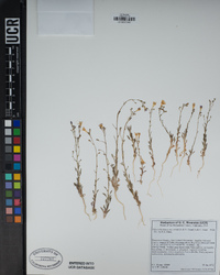 Gilia ochroleuca image