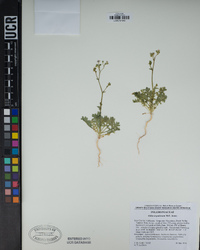 Gilia scopulorum image