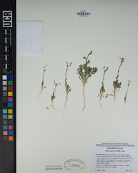 Gilia scopulorum image