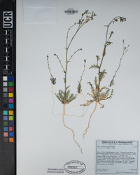 Gilia sinuata image