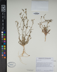 Gilia sinuata image