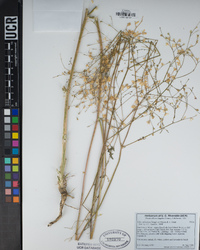 Saltugilia splendens subsp. splendens image