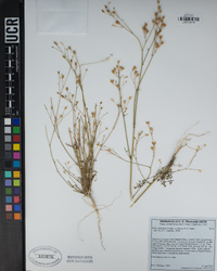 Saltugilia splendens image