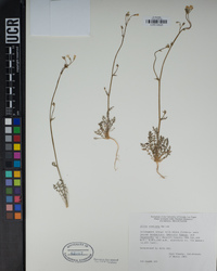 Gilia stellata image