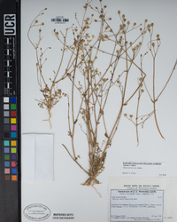 Gilia stellata image