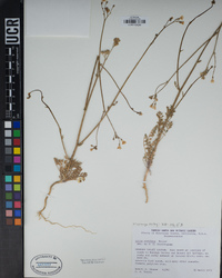 Gilia stellata image