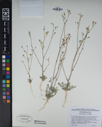 Gilia stellata image