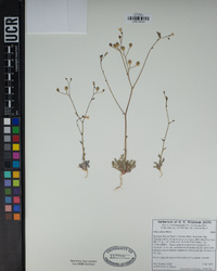 Gilia stellata image