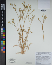 Gilia stellata image