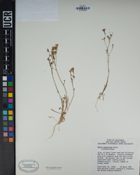 Senecio flaccidus image