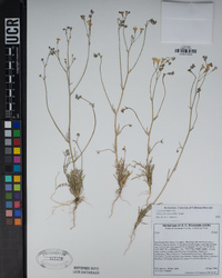 Gilia ochroleuca image