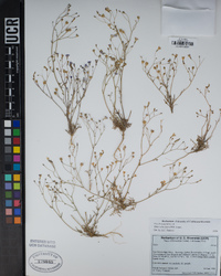 Gilia ochroleuca image