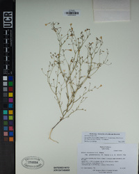 Navarretia linearifolia image