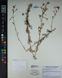 Ipomopsis aggregata subsp. aggregata image