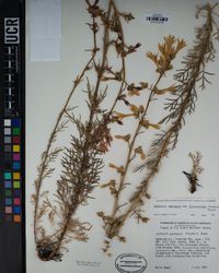 Ipomopsis aggregata image