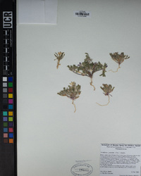 Langloisia setosissima var. punctata image
