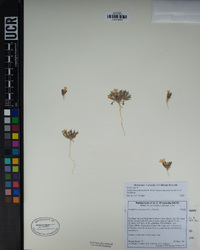 Langloisia setosissima subsp. punctata image