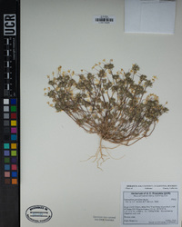 Leptosiphon parviflorus image