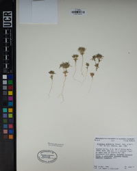 Linanthus arenicola image