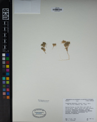 Linanthus arenicola image