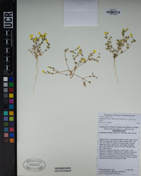 Leptosiphon chrysanthus image