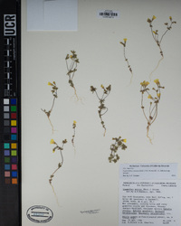 Leptosiphon chrysanthus image