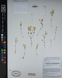 Leptosiphon chrysanthus image