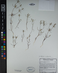 Linanthus bigelovii image