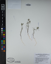 Linanthus bigelovii image