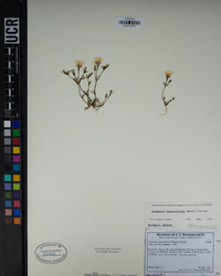 Linanthus dianthiflorus image