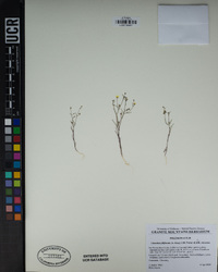 Gilia filiformis image