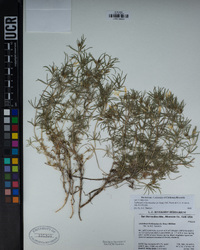 Leptosiphon floribundus image