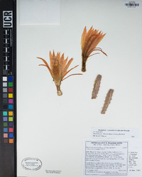 Image of Disocactus schrankii