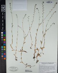 Myosotis discolor image