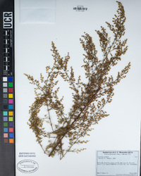 Artemisia annua image