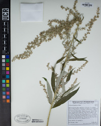 Artemisia douglasiana image