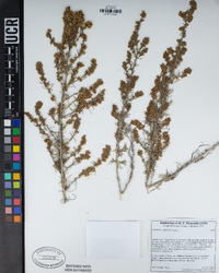 Artemisia californica image