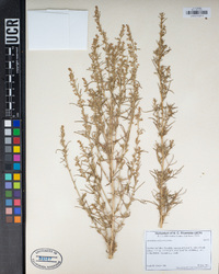 Artemisia californica image