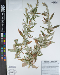 Artemisia douglasiana image