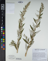 Artemisia douglasiana image