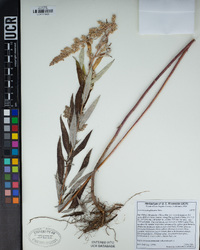 Artemisia douglasiana image