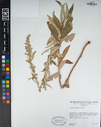 Artemisia douglasiana image