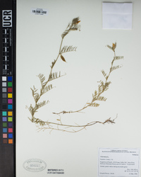 Vicia lutea image