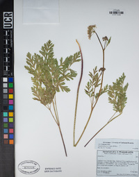 Ligusticum grayi image