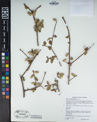 Quercus berberidifolia image